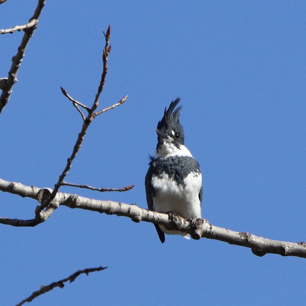 Belted Kingfisher - ML644886575