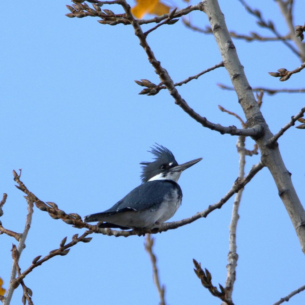 Belted Kingfisher - ML644886576