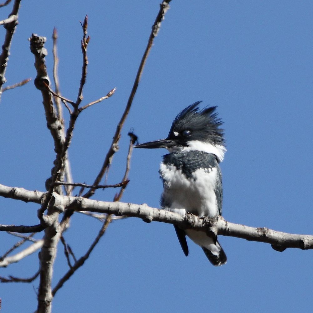 Belted Kingfisher - ML644886577