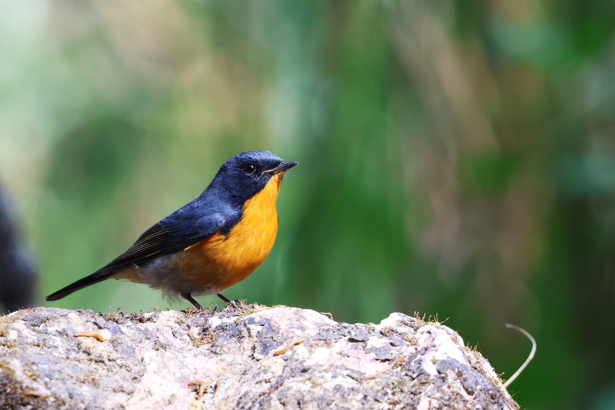 Hill Blue Flycatcher - ML644886578