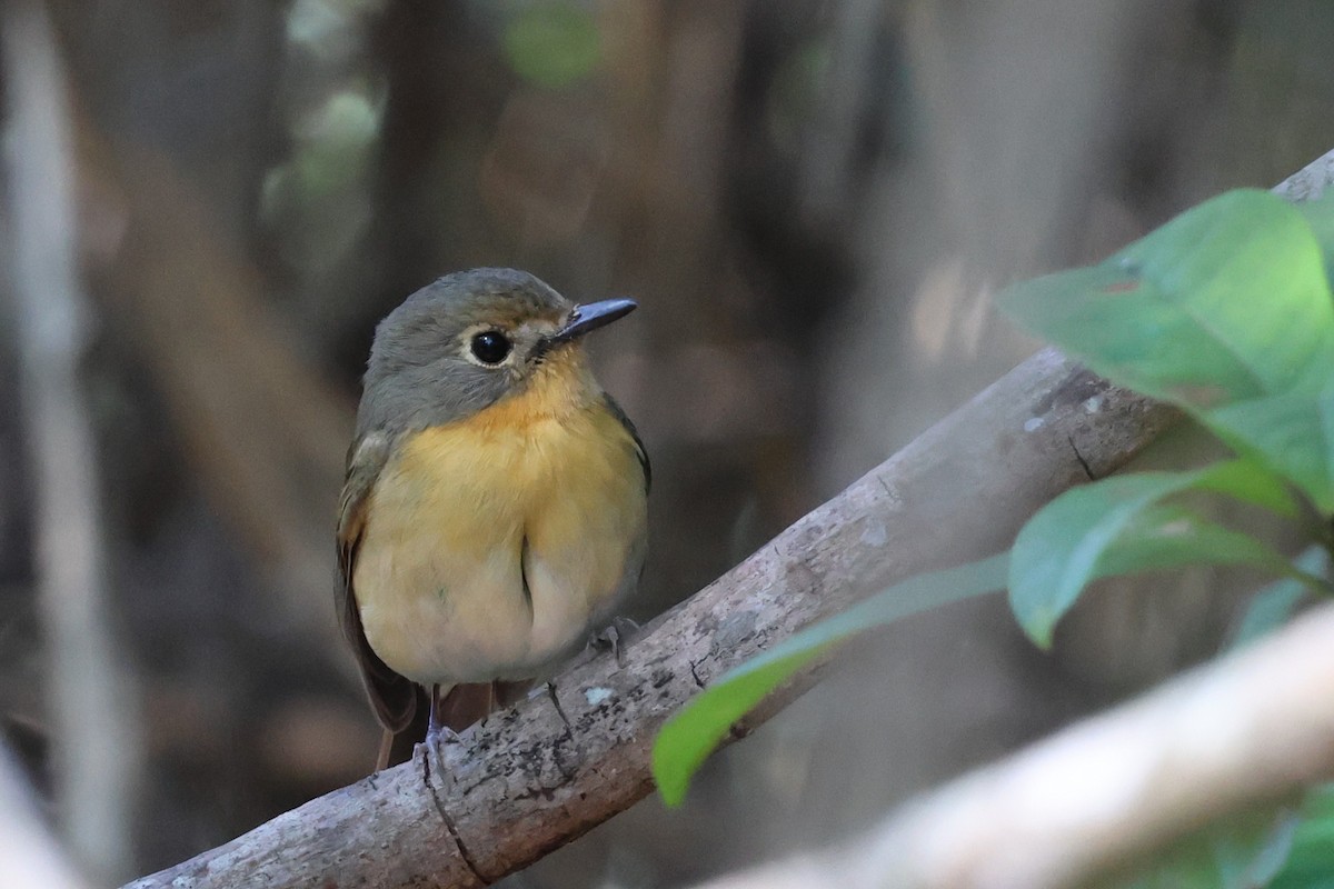 Hill Blue Flycatcher - ML644886579