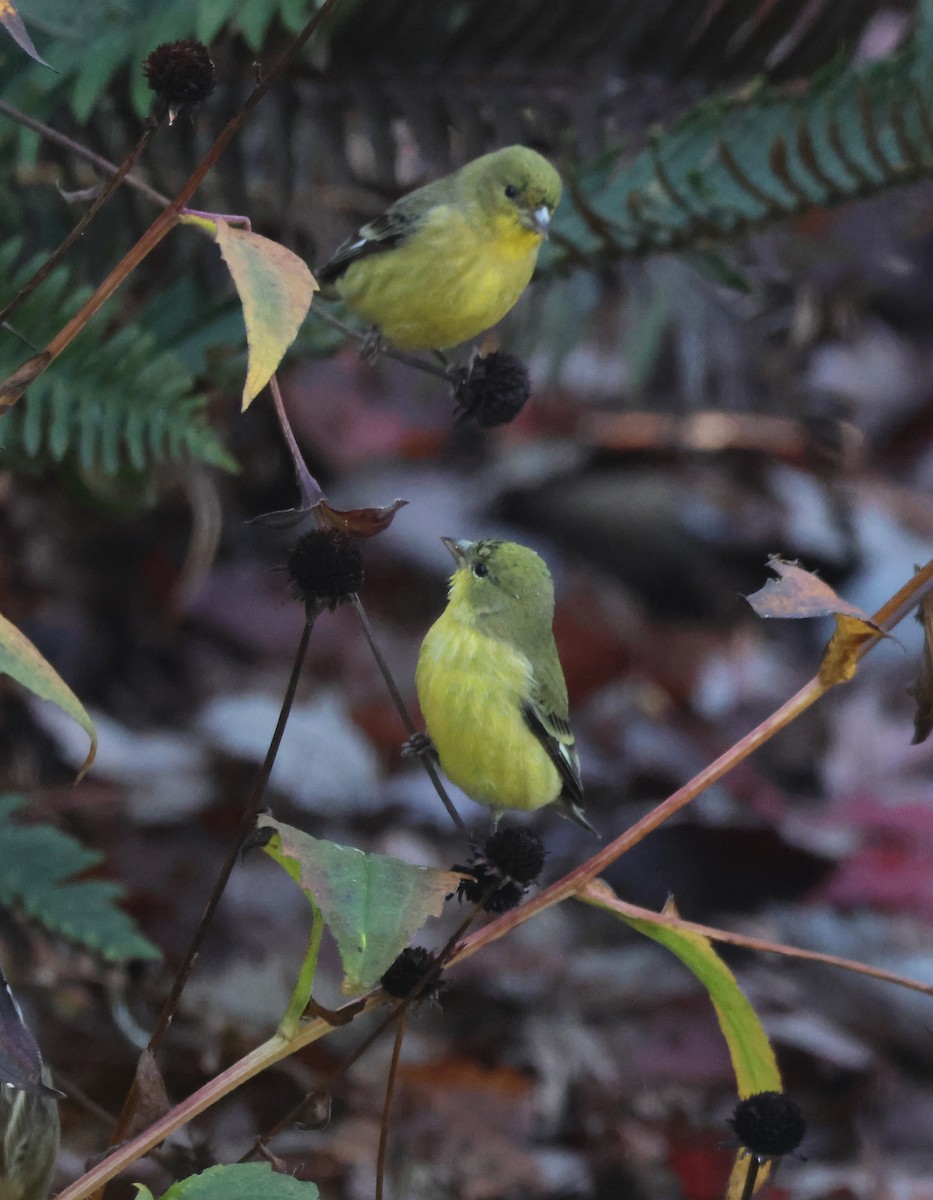 Lesser Goldfinch - ML644886580
