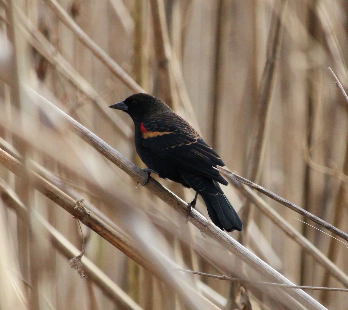 Красноплечий трупиал - ML644886588