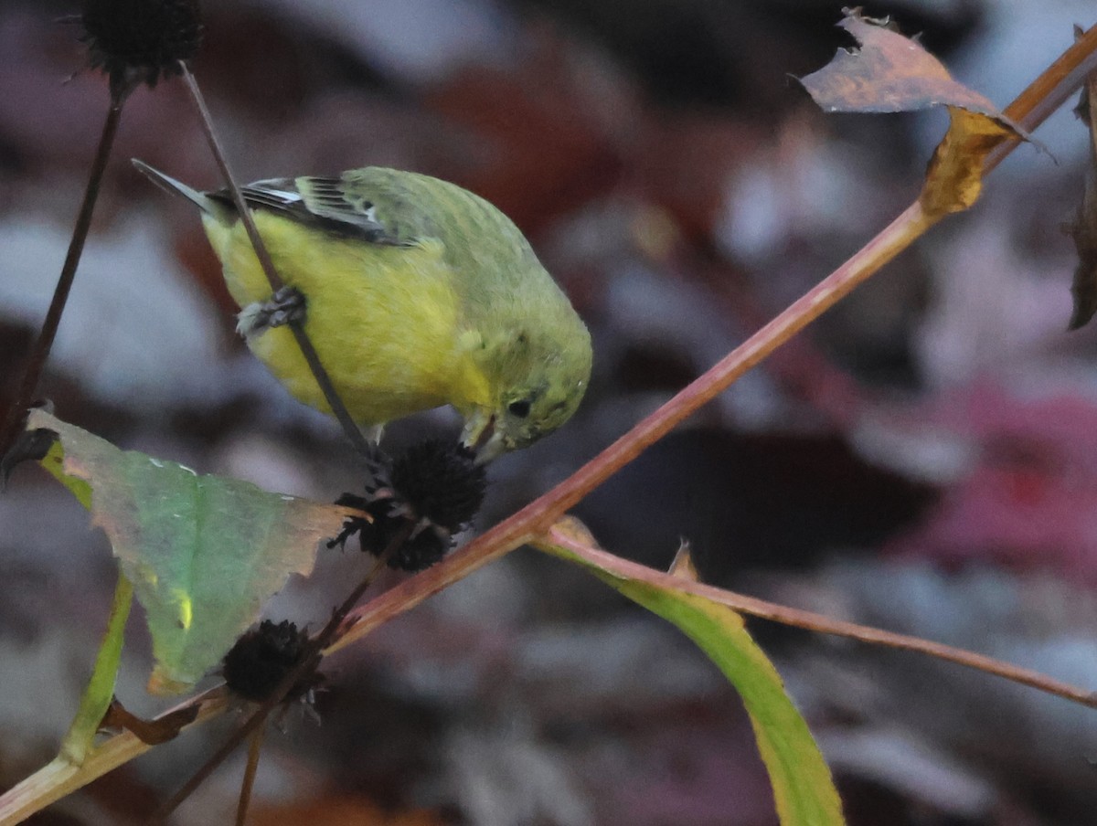 Lesser Goldfinch - ML644886596