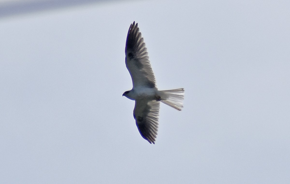 White-tailed Kite - ML644886607