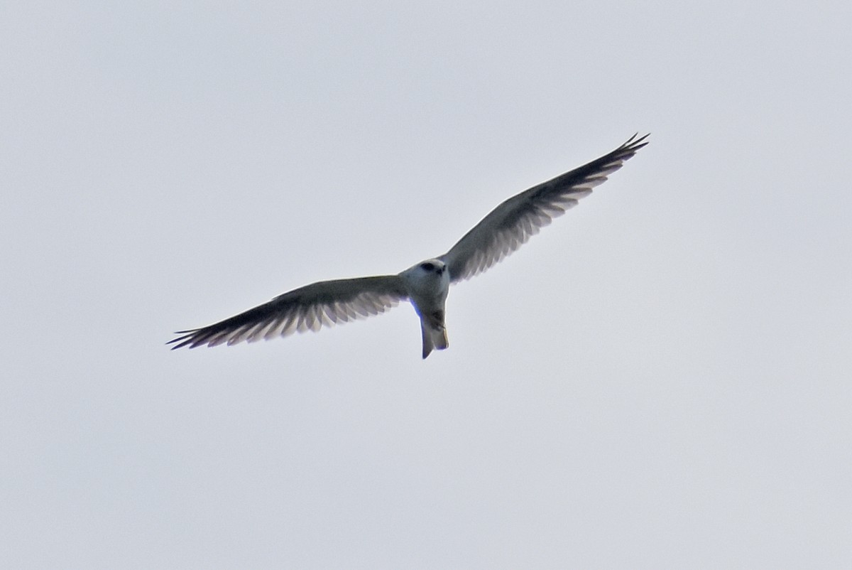 White-tailed Kite - ML644886608