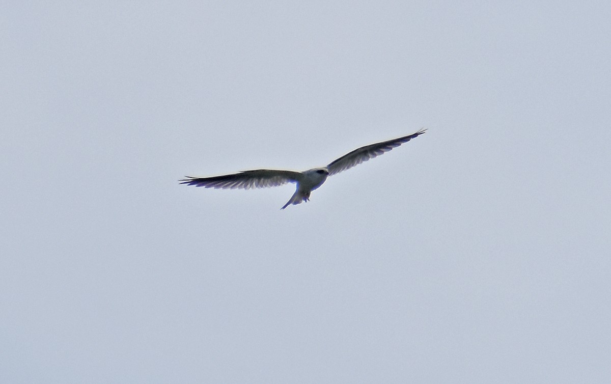 White-tailed Kite - ML644886610