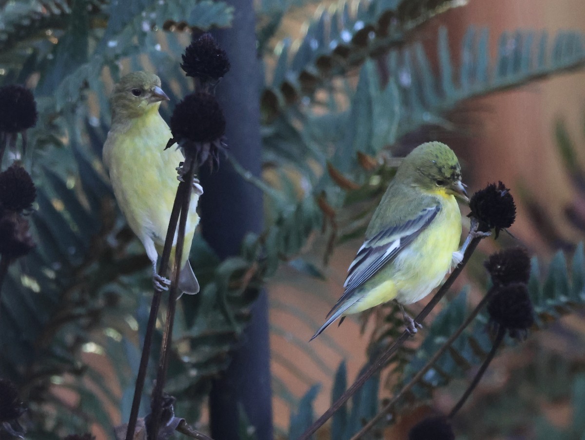 Lesser Goldfinch - ML644886612