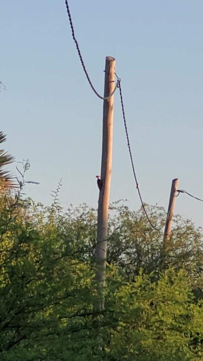 Black-bodied Woodpecker - ML644886613