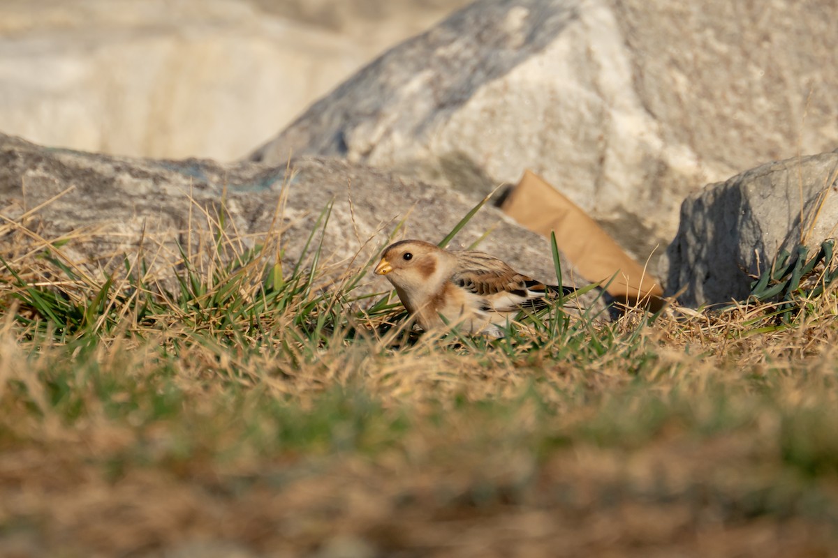 Snow Bunting - ML644886618