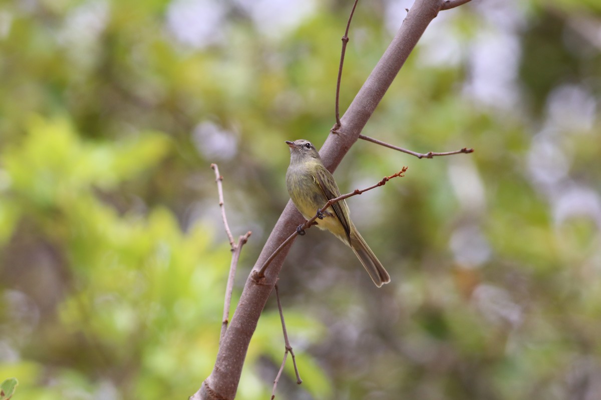 Greenish Elaenia - ML644886643