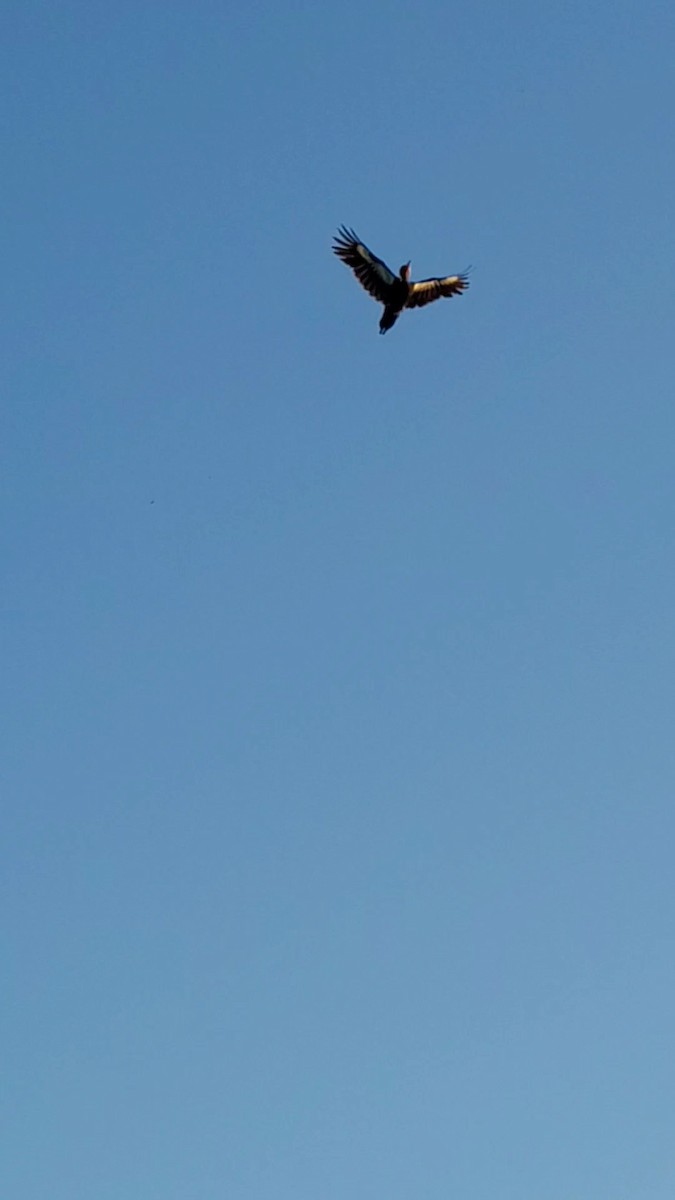 Black-bodied Woodpecker - ML644886650