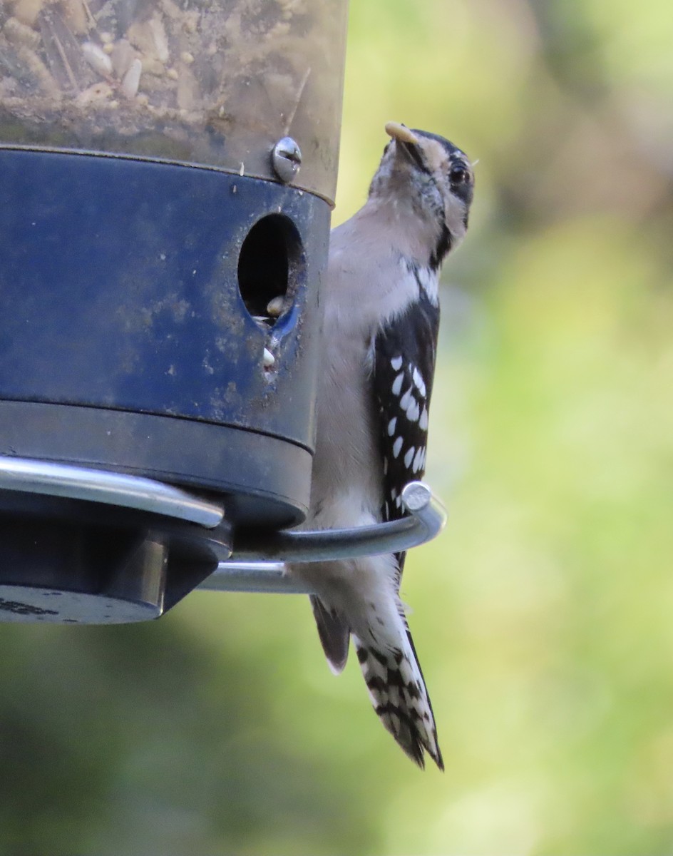 Dunenspecht - ML644886665