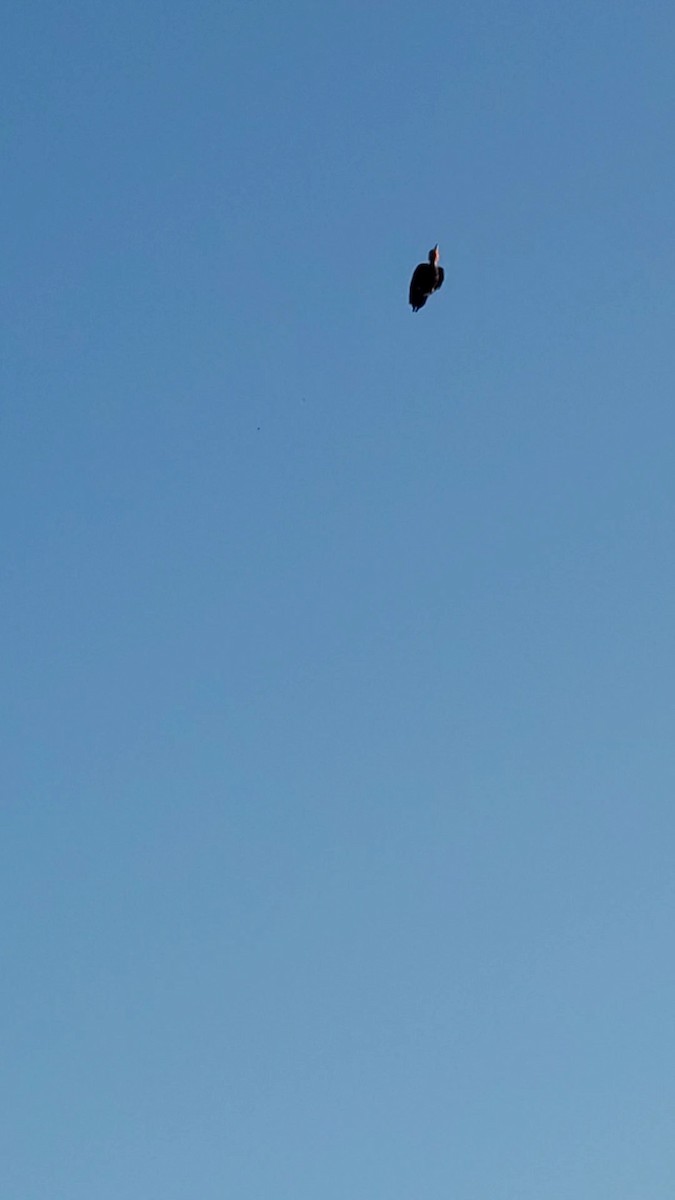 Black-bodied Woodpecker - ML644886673