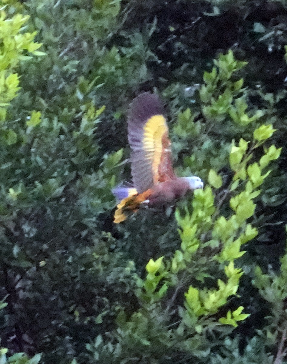 St. Vincent Amazon - ML644886684