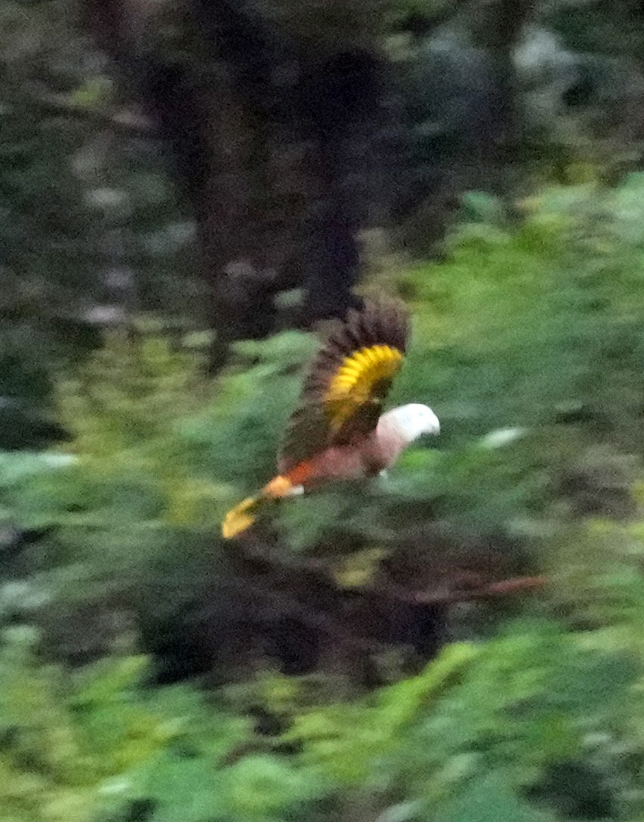 St. Vincent Amazon - ML644886685