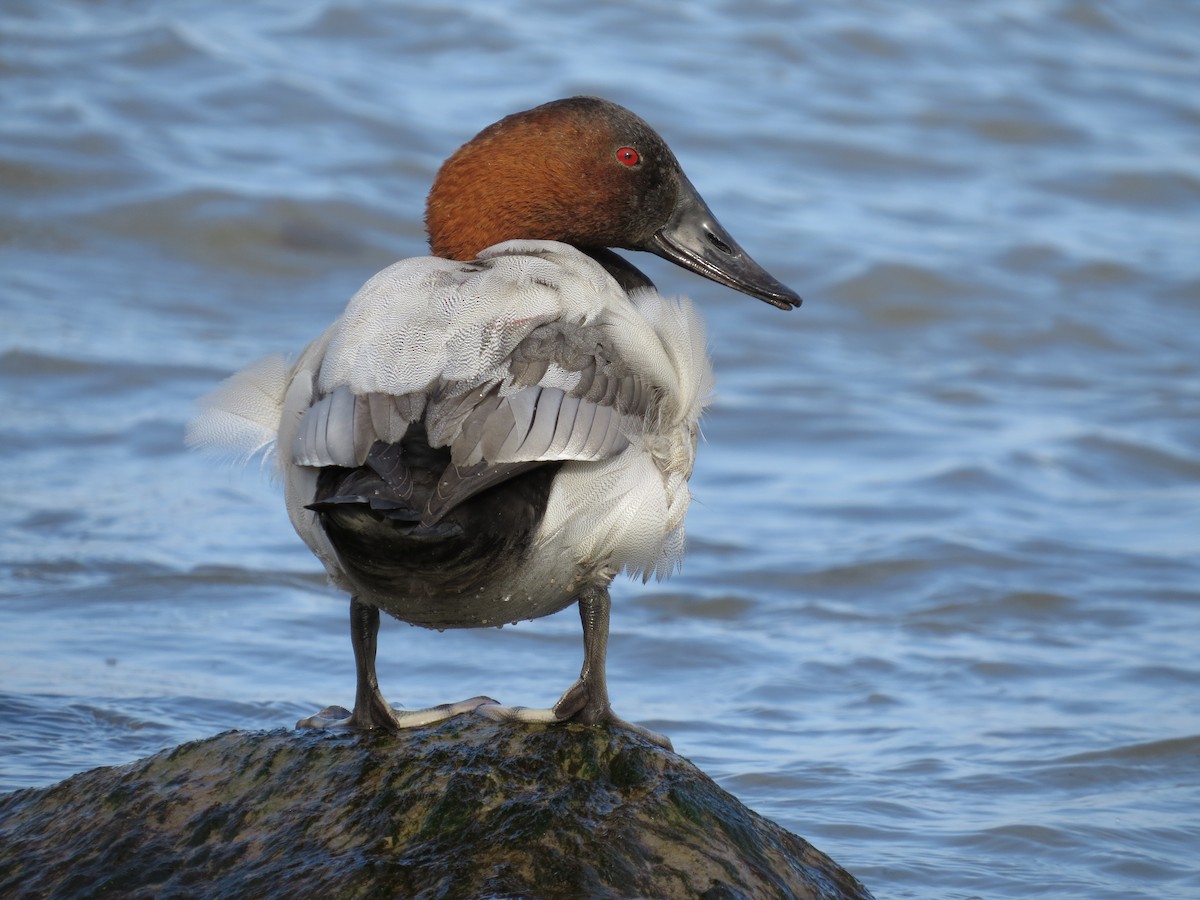 Canvasback - ML644886686