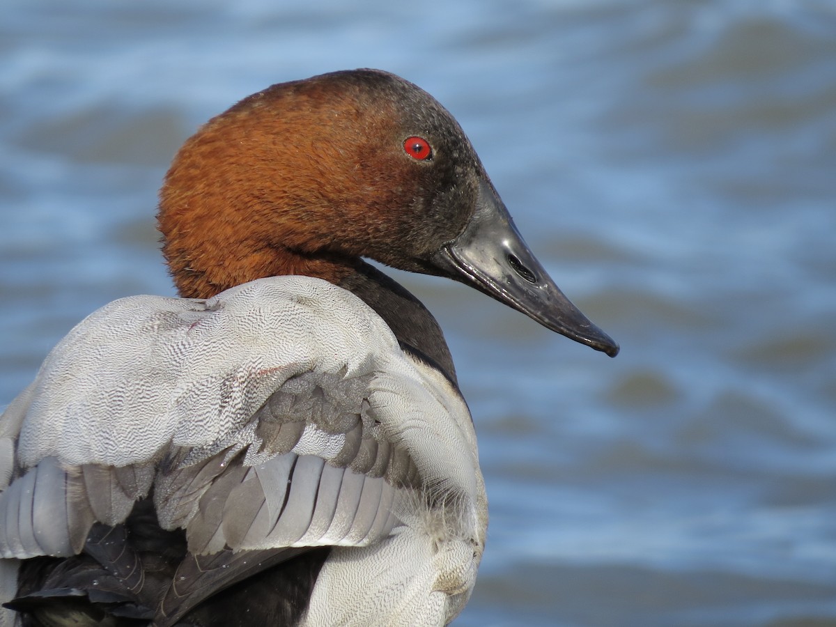 Canvasback - ML644886705