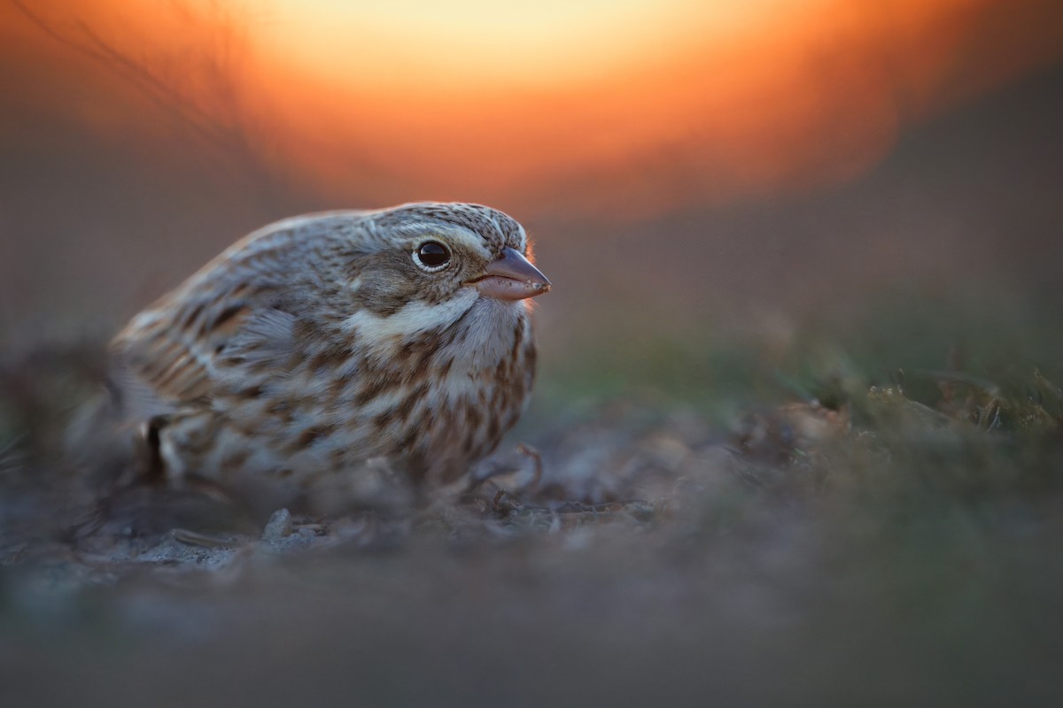 Savannah Sparrow (Ipswich) - ML644886707