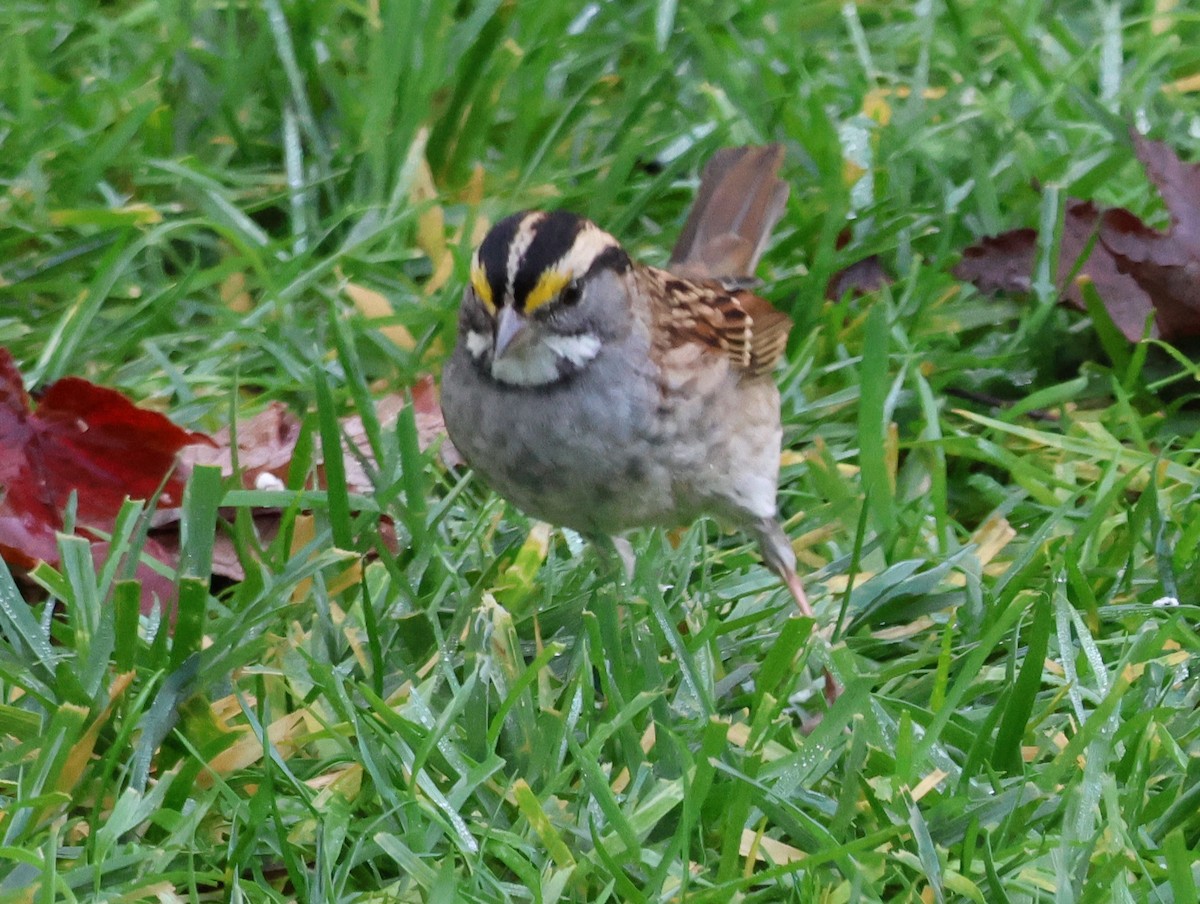 White-throated Sparrow - ML644886713