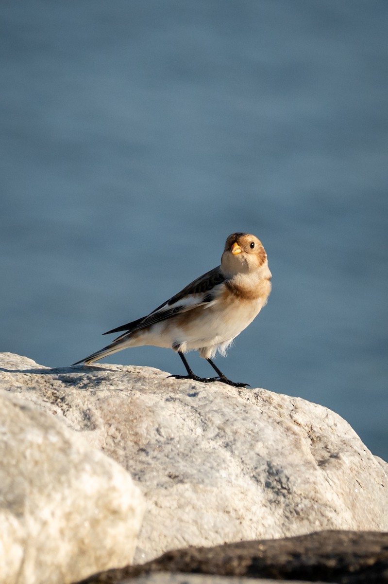 Snow Bunting - ML644886719