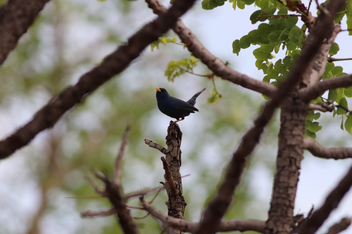 アオノジコ - ML644886721