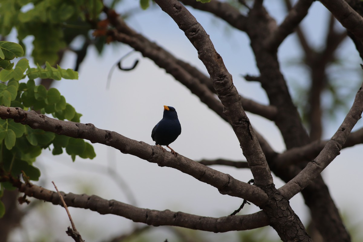 アオノジコ - ML644886722