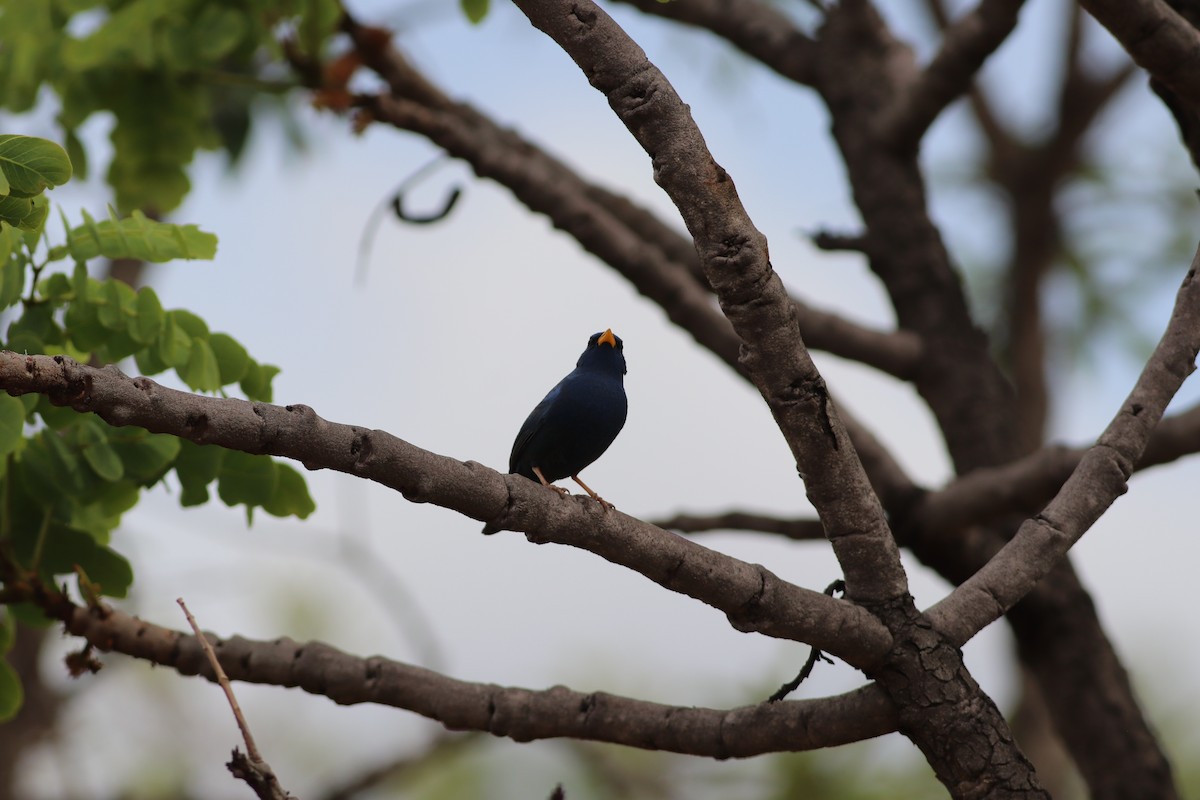 アオノジコ - ML644886723