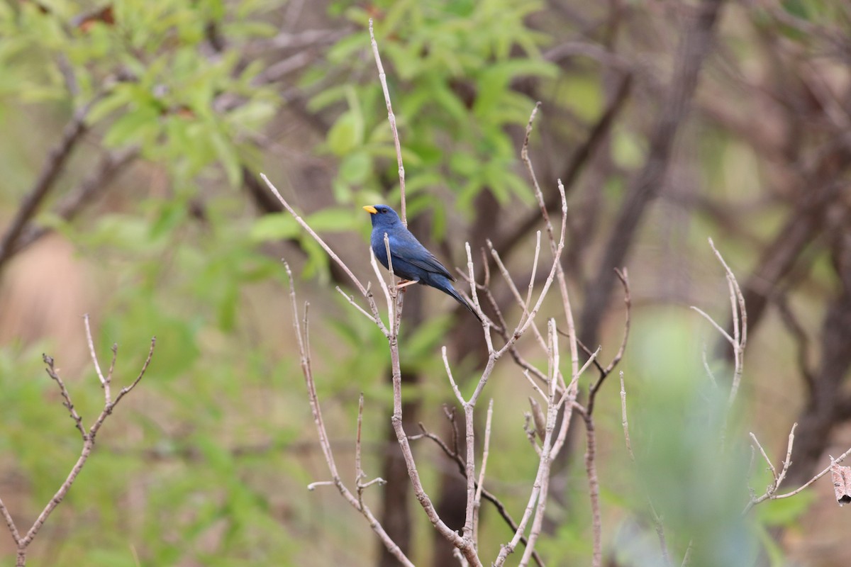 アオノジコ - ML644886724