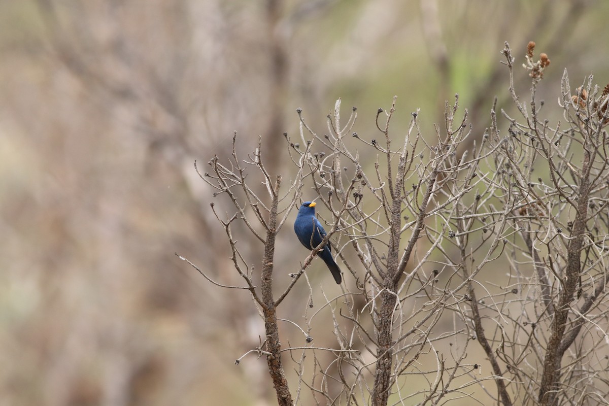 アオノジコ - ML644886725