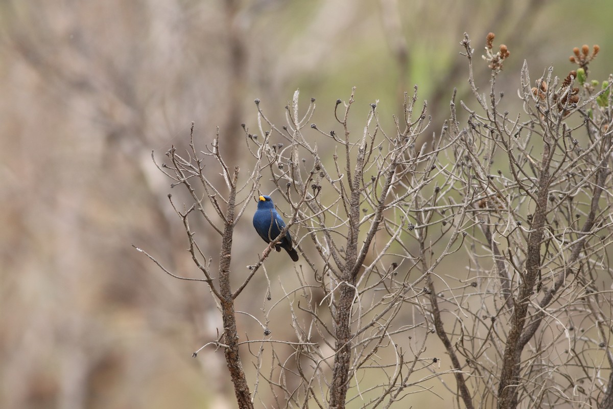 アオノジコ - ML644886726