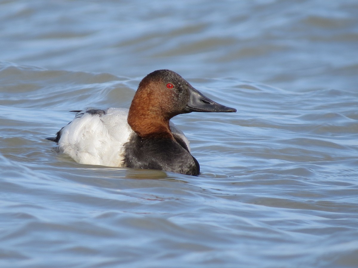 Canvasback - ML644886746