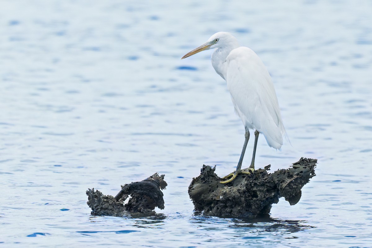 Chinese Egret - ML644886752