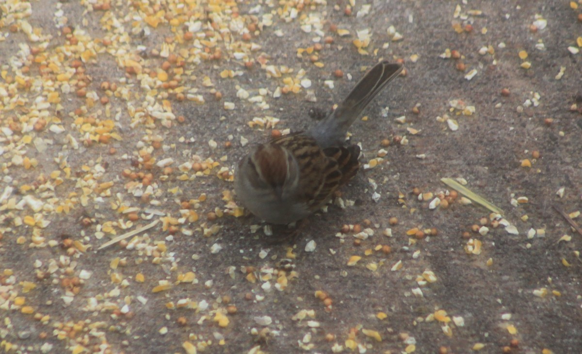 Chipping Sparrow - ML644886756