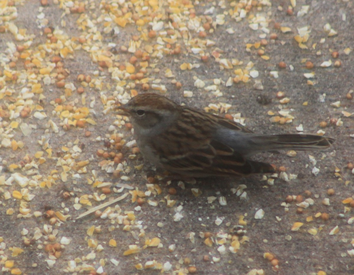 Chipping Sparrow - ML644886760