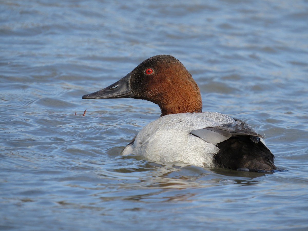 Canvasback - ML644886774