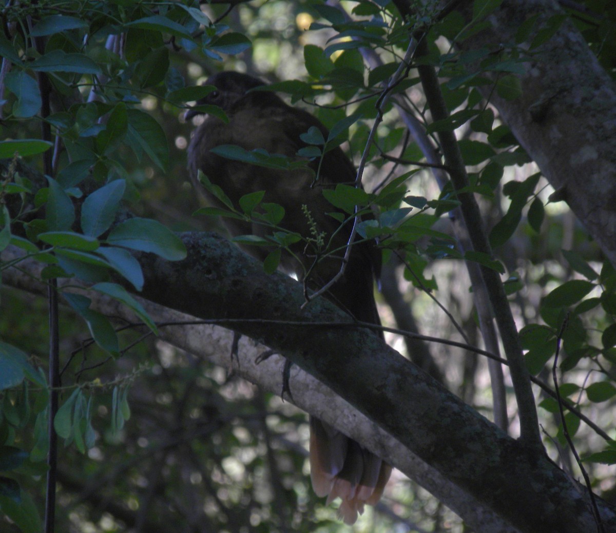 Ortalide à ventre roux - ML644886775