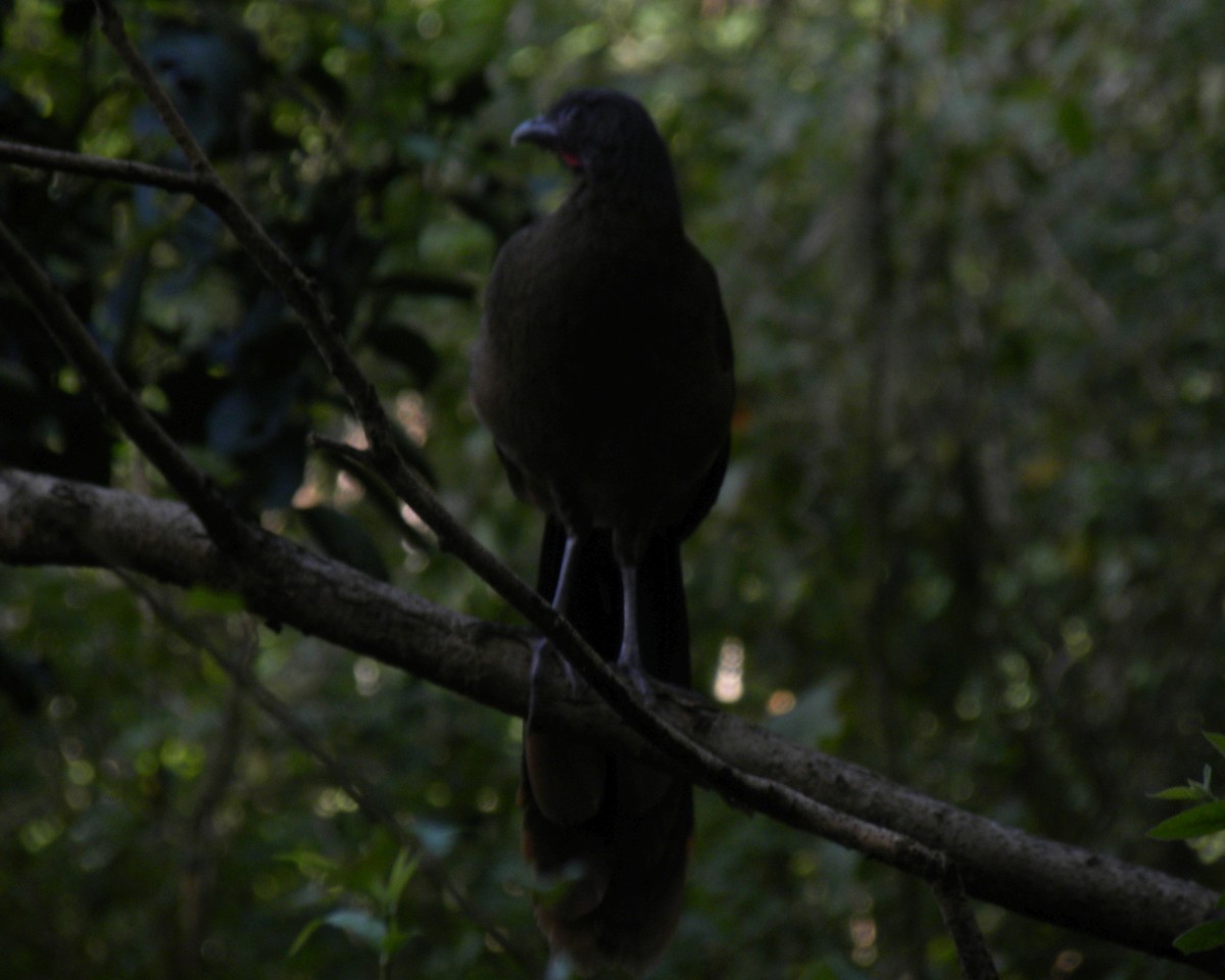 Ortalide à ventre roux - ML644886779