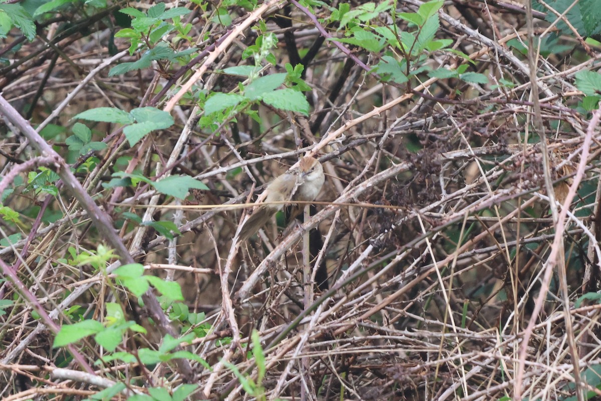 nymfesanger - ML644886790