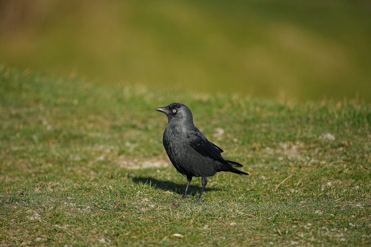 Eurasian Jackdaw - ML644886794