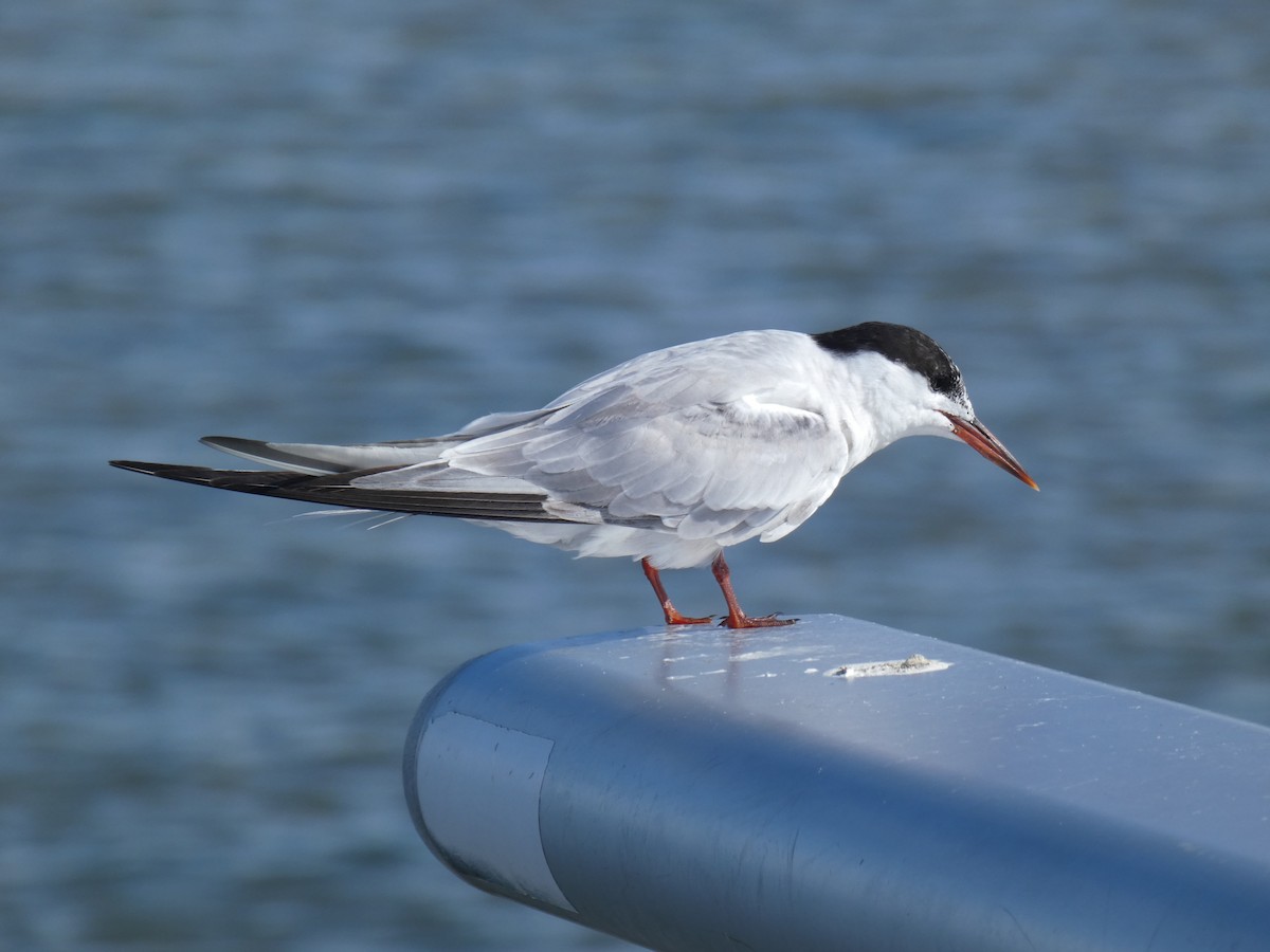 rybák obecný - ML644886795