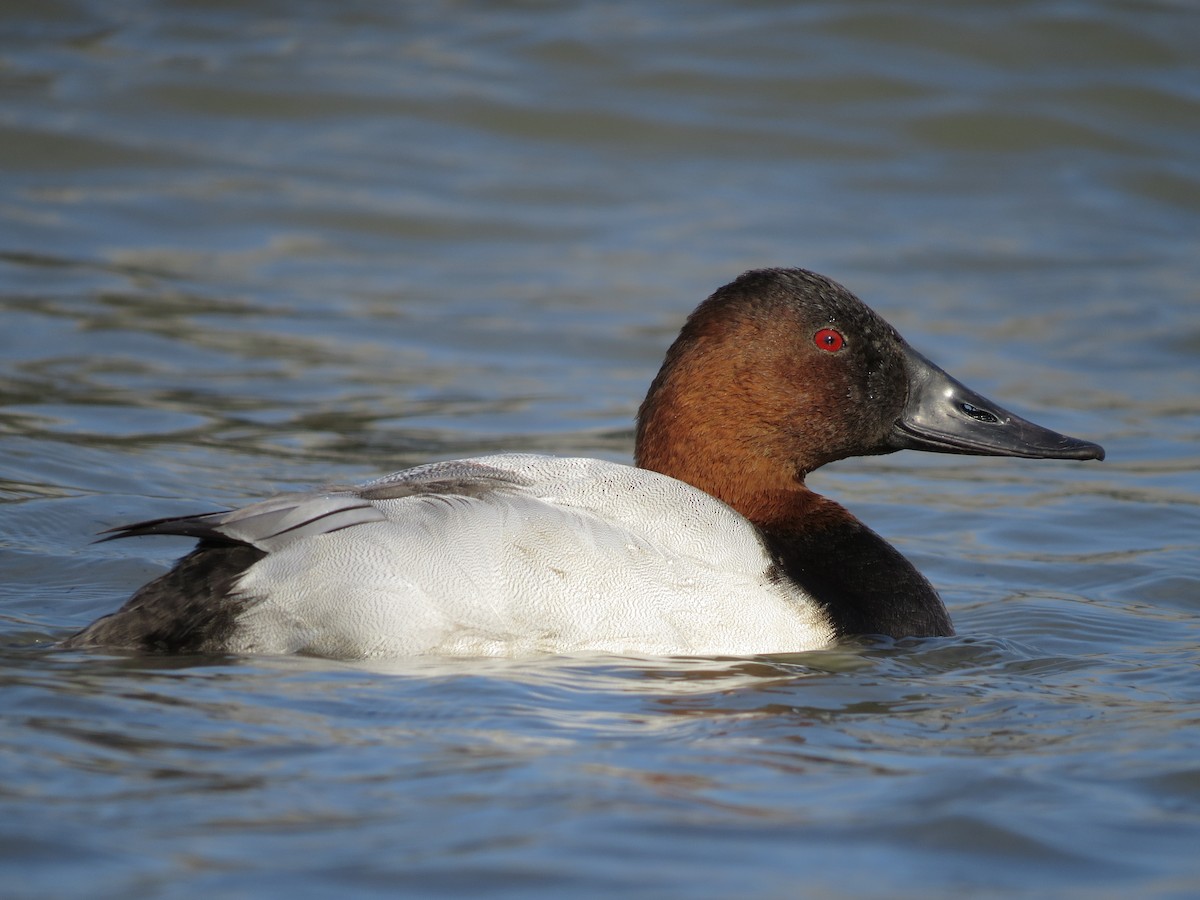 Canvasback - ML644886801