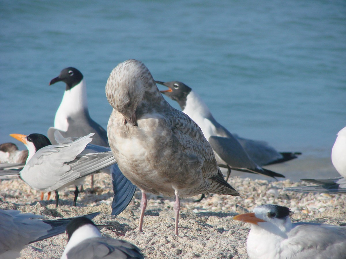 Goéland hudsonien - ML644886814