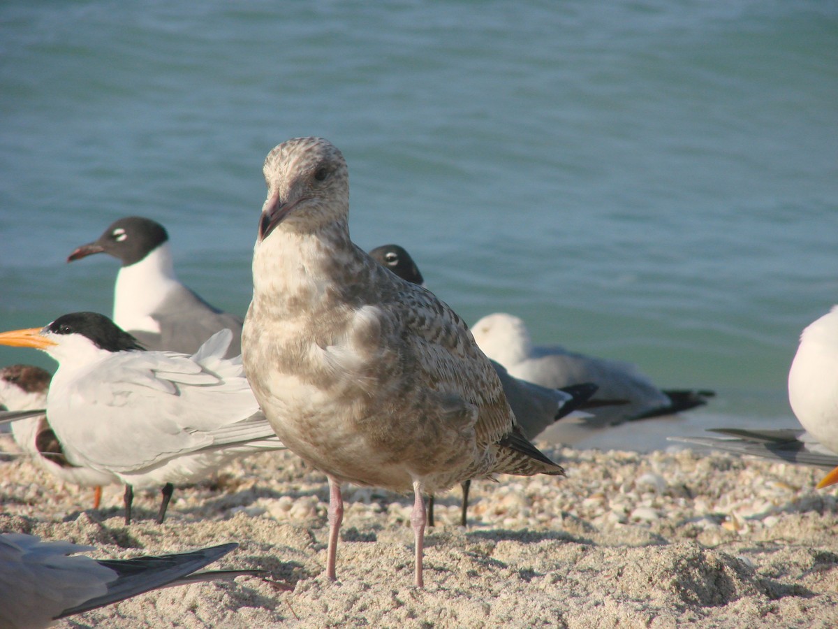 Goéland hudsonien - ML644886815