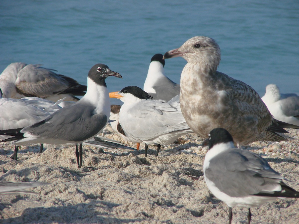 Goéland hudsonien - ML644886816