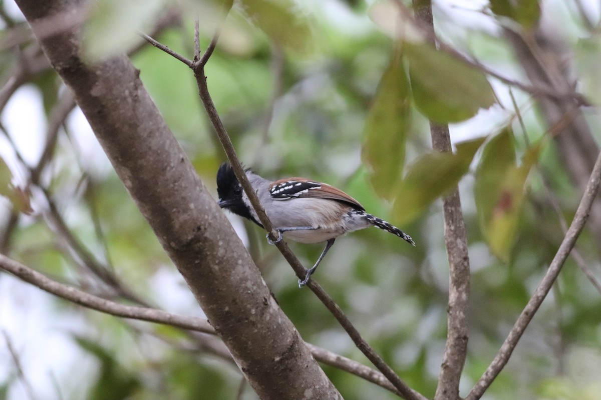 Batara à joues argent - ML644886817