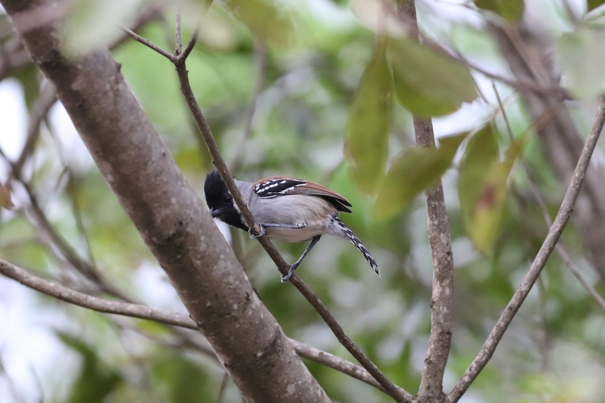 Batara à joues argent - ML644886818