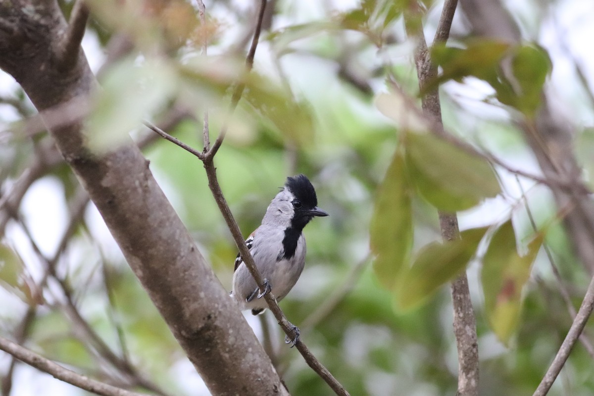 Batara à joues argent - ML644886819