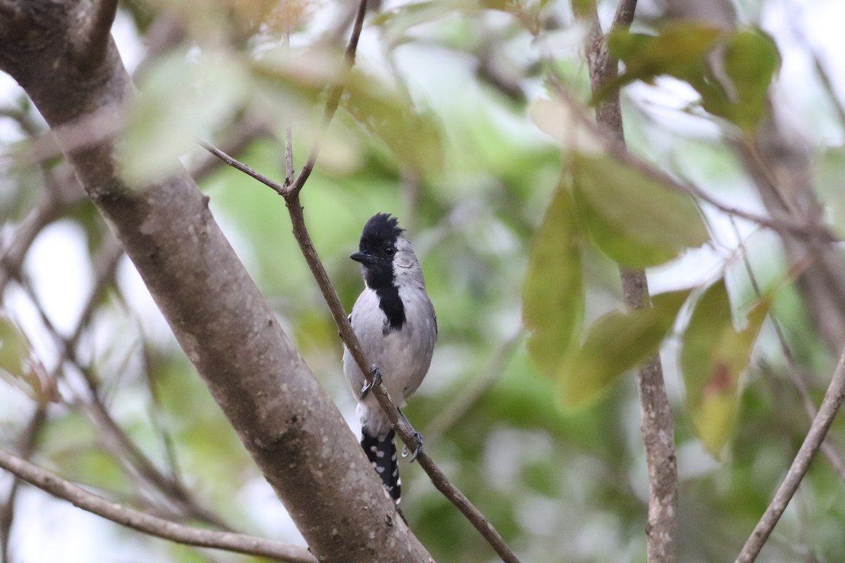 Batara à joues argent - ML644886820