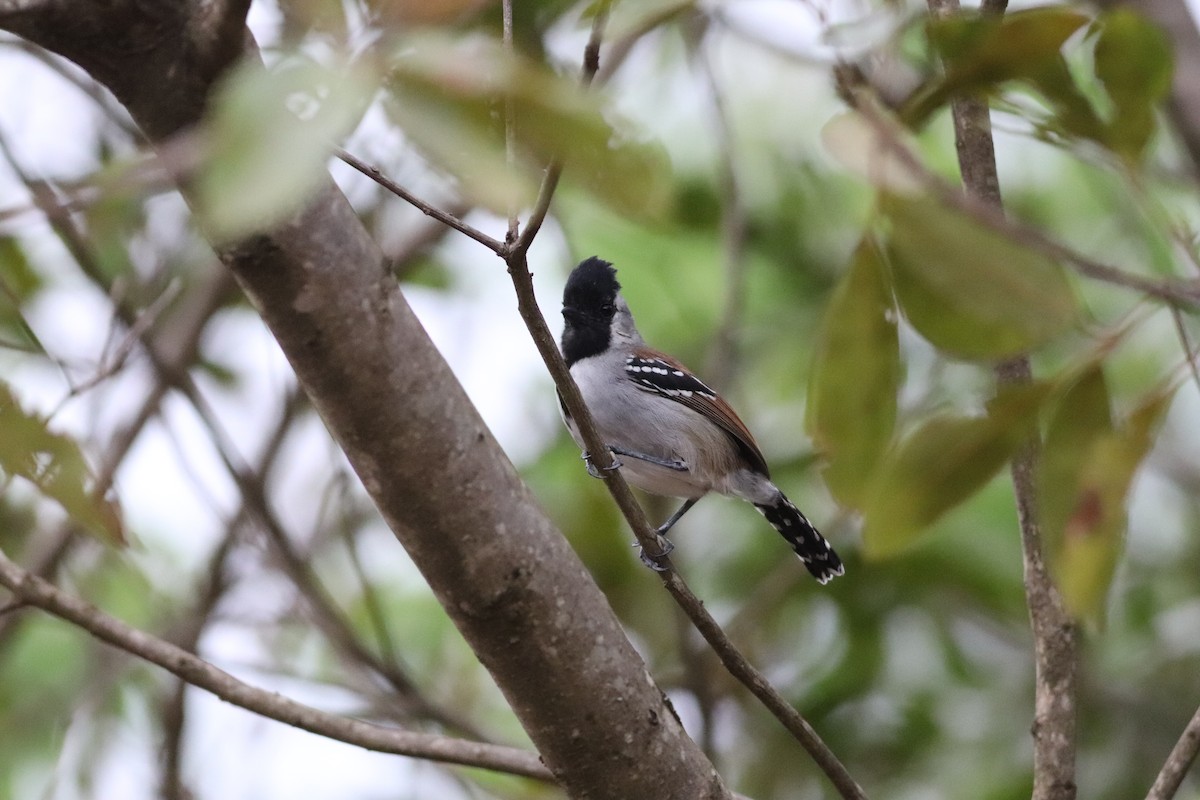 Batara à joues argent - ML644886821